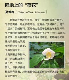 夏腊梅.png