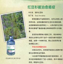红豆杉.png
